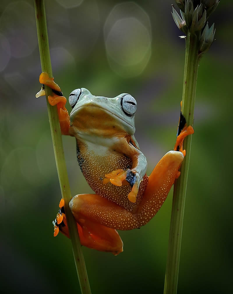 Unbelievable Macro Photos Of Frogs By Yan Hidayat