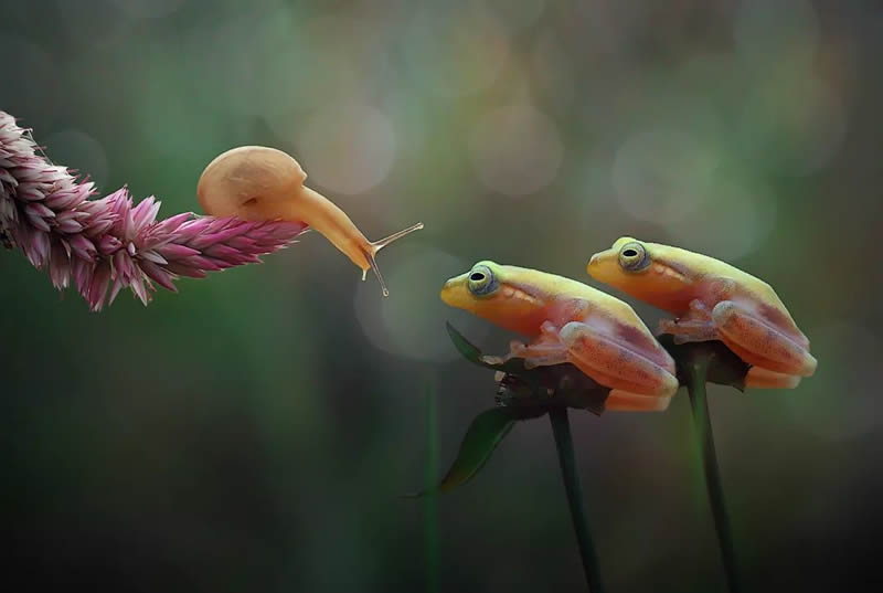 Unbelievable Macro Photos Of Frogs By Yan Hidayat