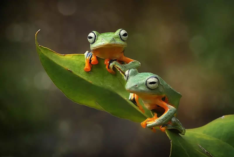 Unbelievable Macro Photos Of Frogs By Yan Hidayat