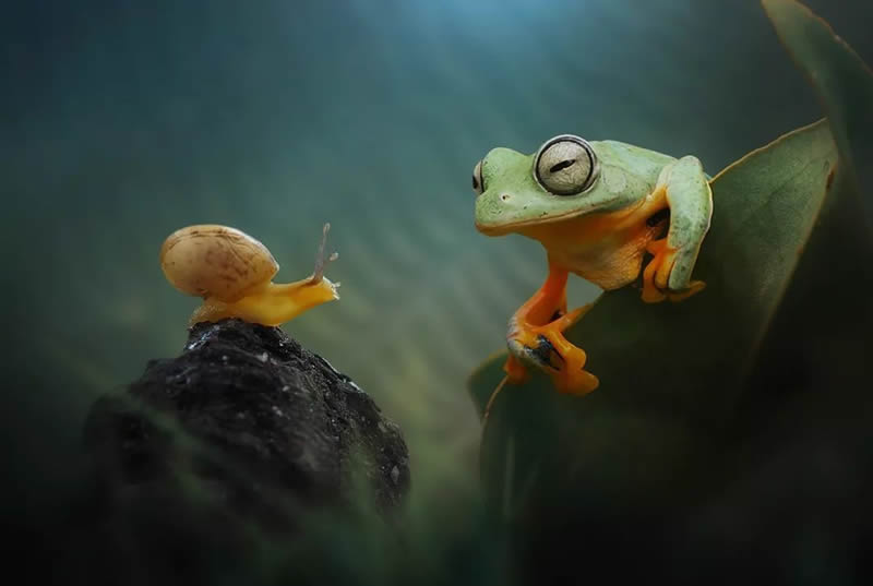 Unbelievable Macro Photos Of Frogs By Yan Hidayat