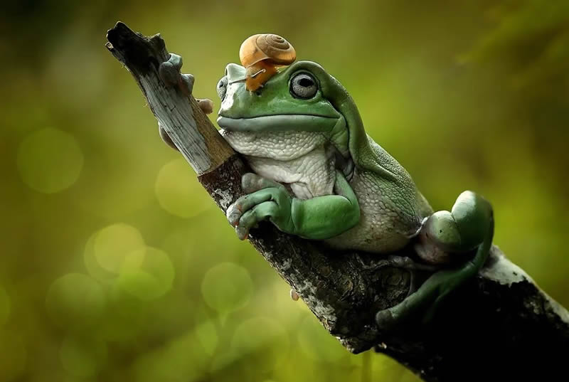 Unbelievable Macro Photos Of Frogs By Yan Hidayat