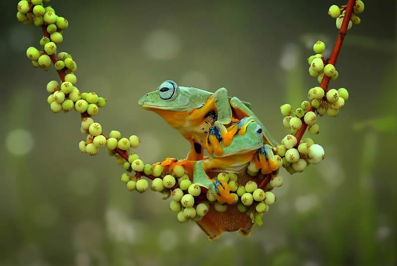 Unbelievable Macro Photos Of Frogs By Yan Hidayat