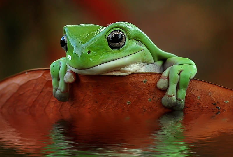 Unbelievable Macro Photos Of Frogs By Yan Hidayat