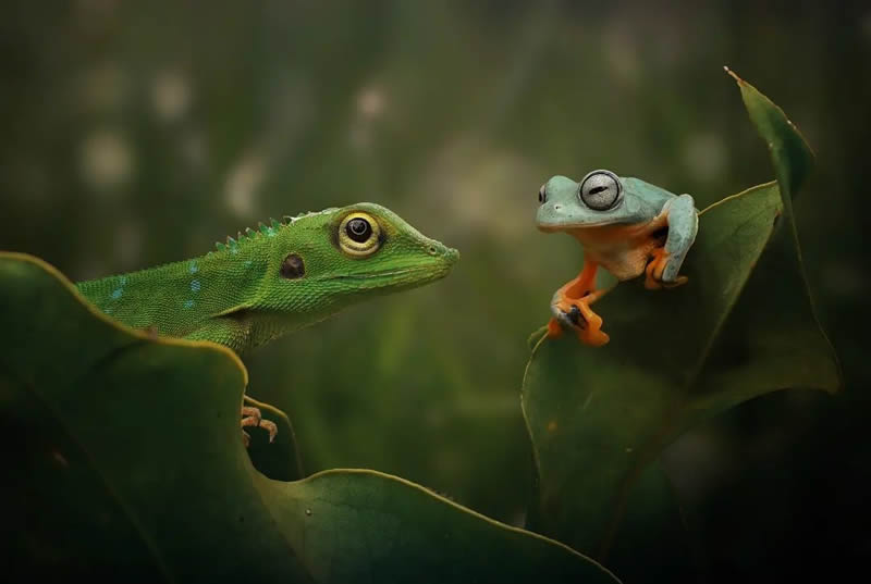 Unbelievable Macro Photos Of Frogs By Yan Hidayat