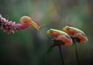 Unbelievable Macro Photos Of Frogs By Yan Hidayat