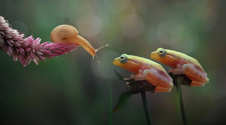 Unbelievable Macro Photos Of Frogs By Yan Hidayat