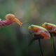 Unbelievable Macro Photos Of Frogs By Yan Hidayat