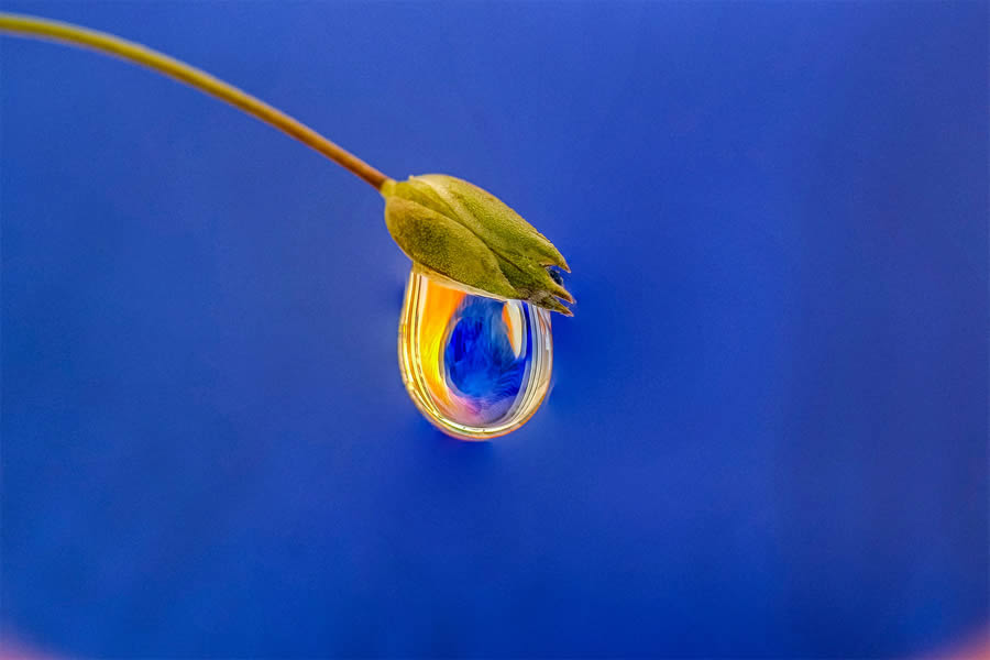 Macro Photos Of Water Drops By Antonio Pereira