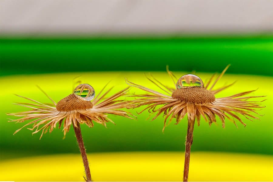 Macro Photos Of Water Drops By Antonio Pereira