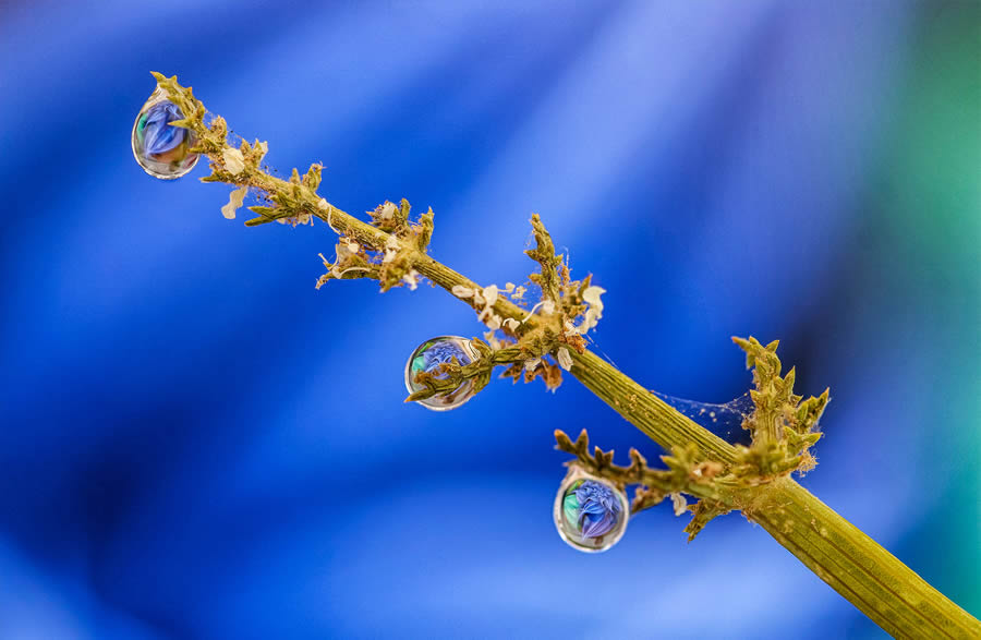 Macro Photos Of Water Drops By Antonio Pereira