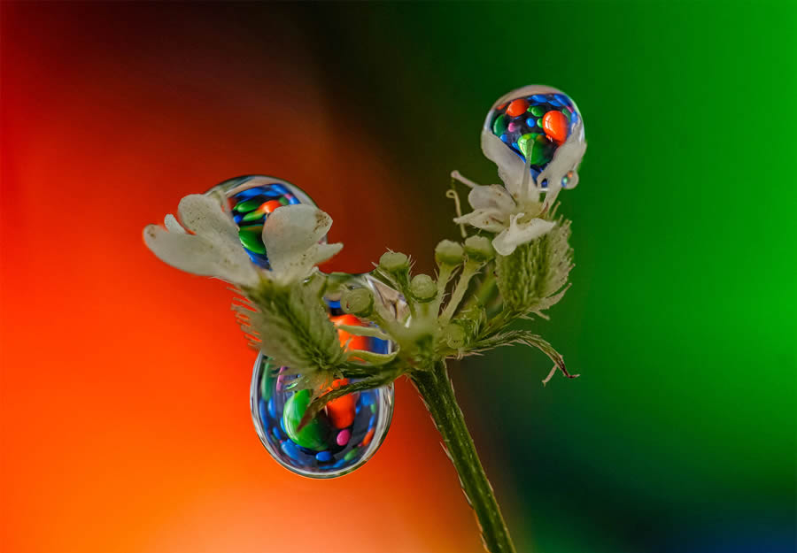 Macro Photos Of Water Drops By Antonio Pereira