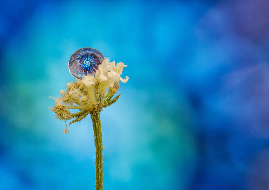 Macro Photos Of Water Drops By Antonio Pereira