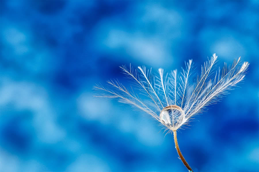 Macro Photos Of Water Drops By Antonio Pereira