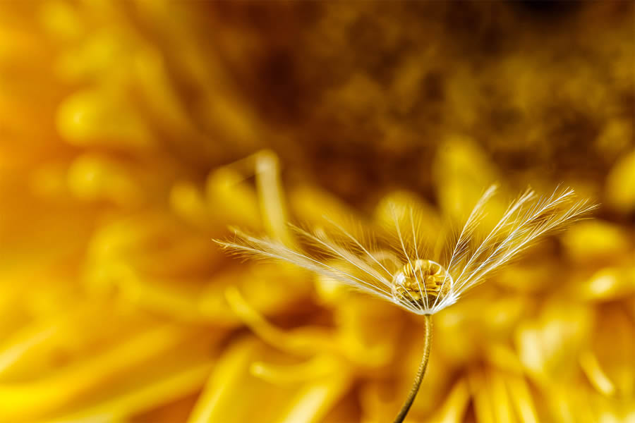 Macro Photos Of Water Drops By Antonio Pereira