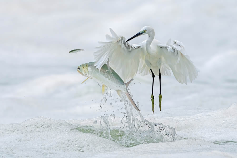 2024 Prix De La Photographie Nature Awards Winners