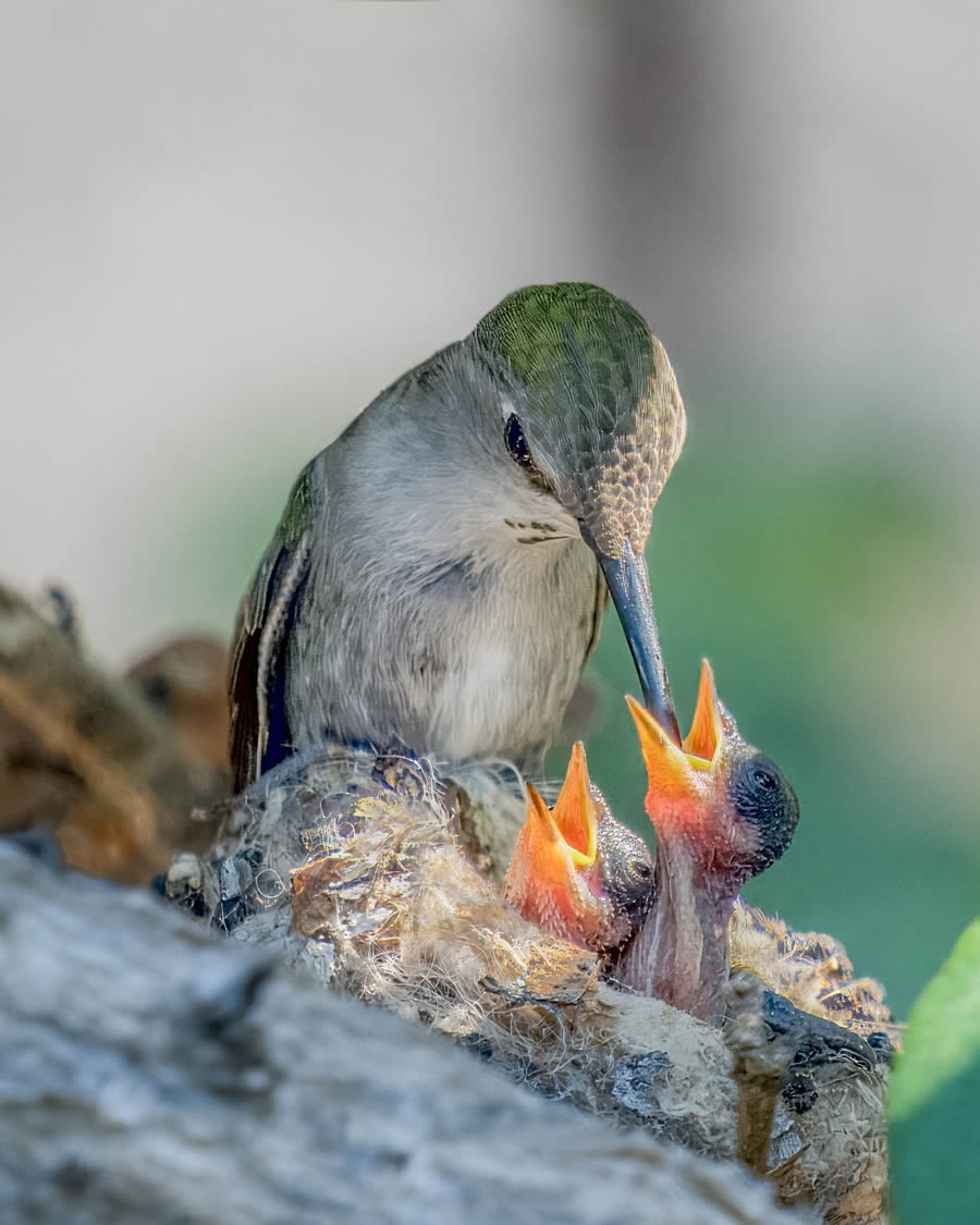 2024 Prix De La Photographie Nature Awards Winners