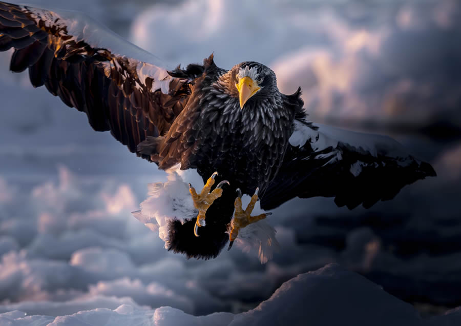 2024 Prix De La Photographie Nature Awards Winners