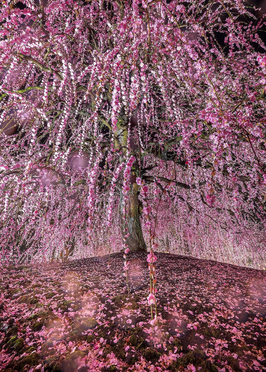 2024 Prix De La Photographie Nature Awards Winners