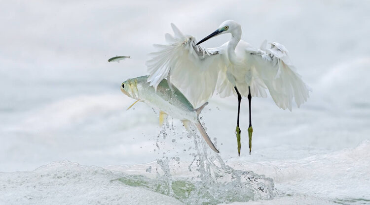 2024 Prix De La Photographie Nature Awards Winners