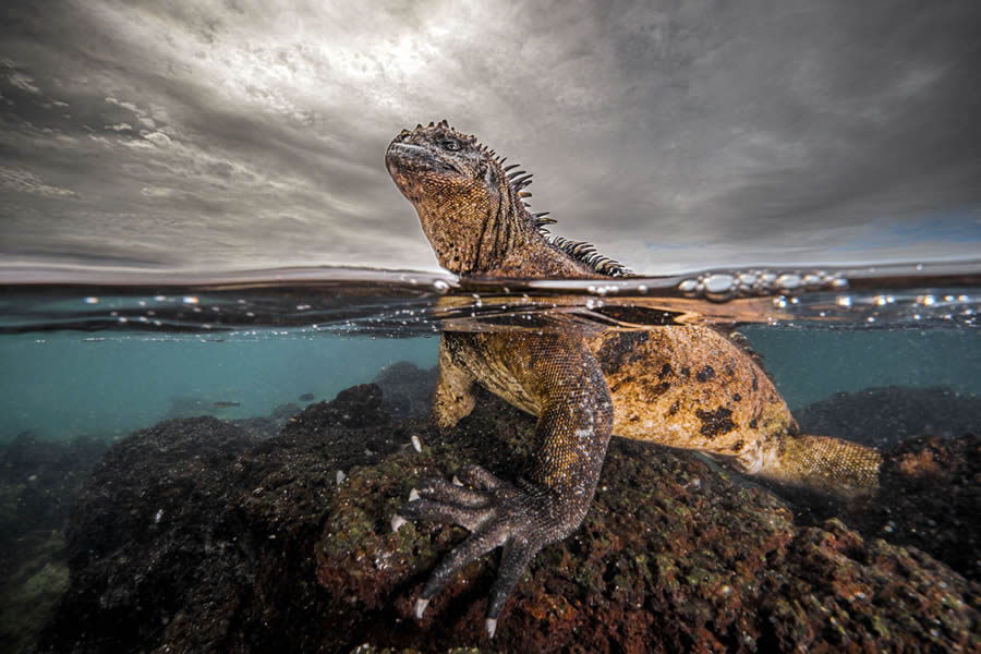 Ocean Photographer Of The Year 2024 Finalists