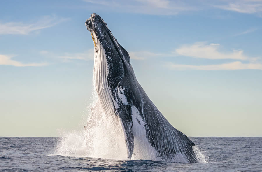 Ocean Photographer Of The Year 2024 Finalists