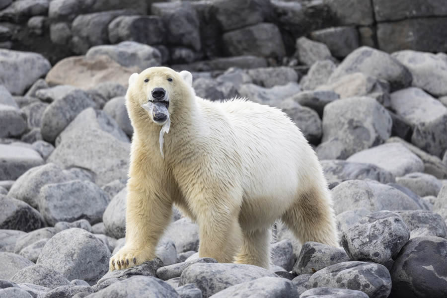 Ocean Photographer Of The Year 2024 Finalists