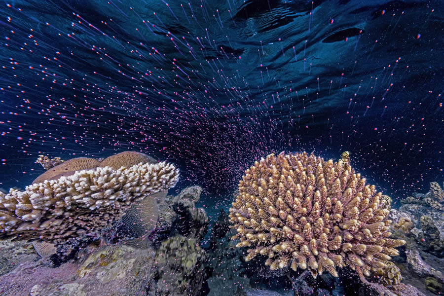 Ocean Photographer Of The Year 2024 Finalists