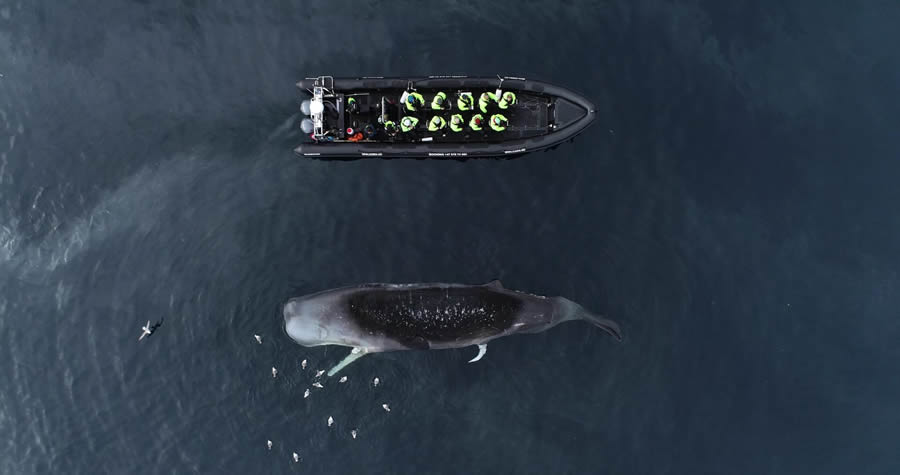 Ocean Photographer Of The Year 2024 Finalists