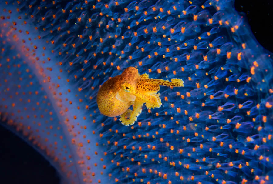 Ocean Photographer Of The Year 2024 Finalists