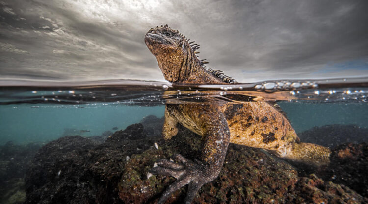 Ocean Photographer Of The Year 2024 Finalists