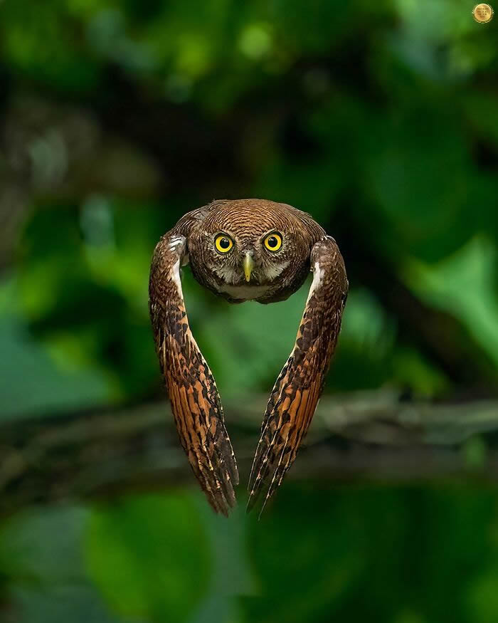 One Eyeland Wildlife Photography Awards Best Photos