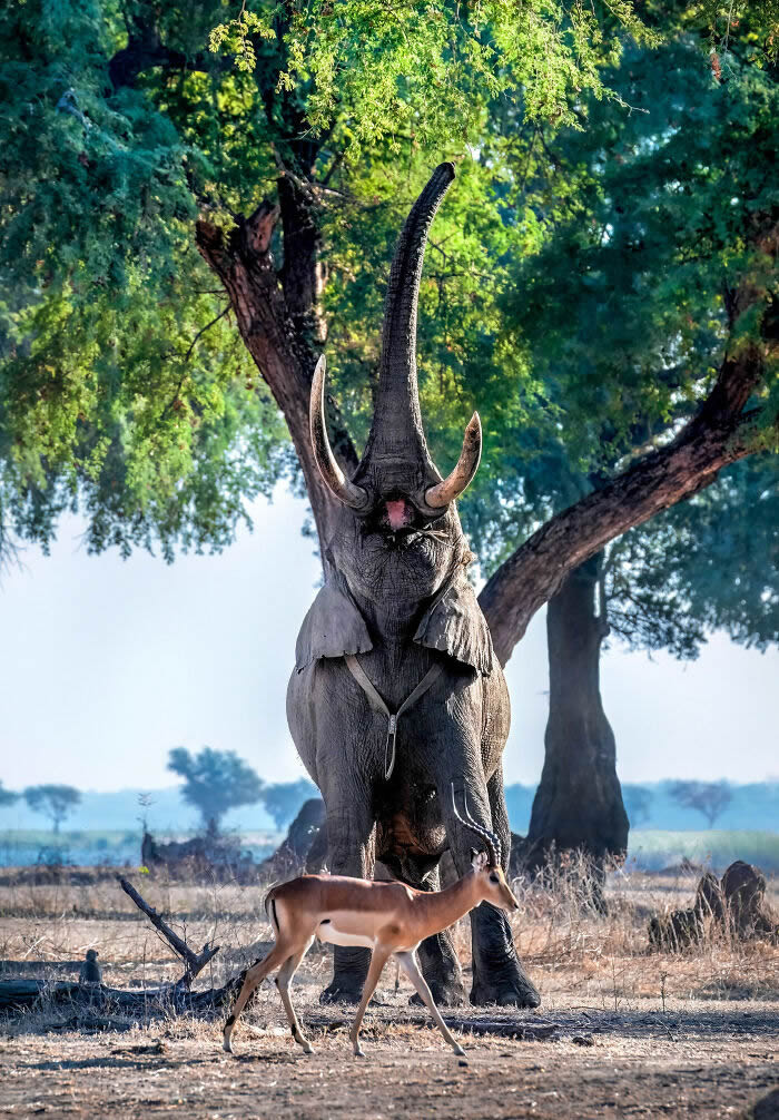 One Eyeland Wildlife Photography Awards Best Photos