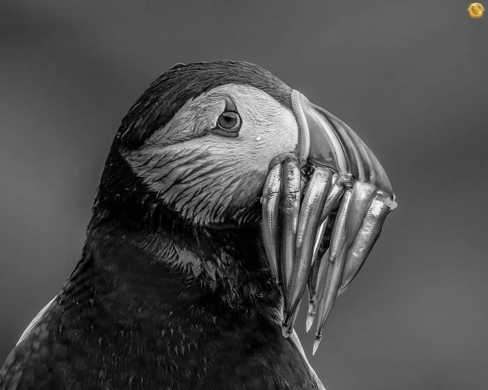 One Eyeland Wildlife Photography Awards Best Photos