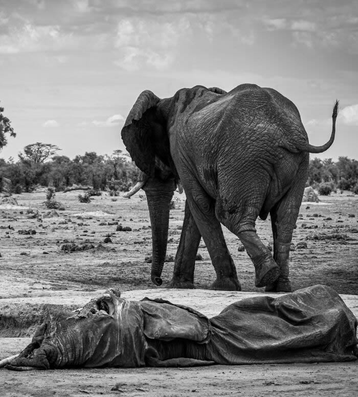 One Eyeland Wildlife Photography Awards Best Photos