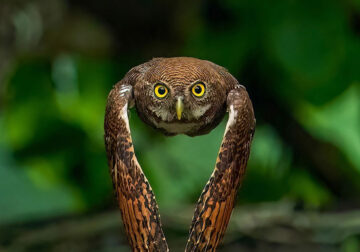 One Eyeland Wildlife Photography Awards Best Photos