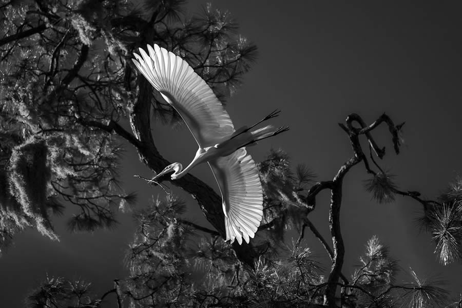 2024 Best Award Winning Wildlife Photography