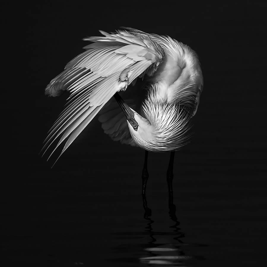 One Shot Wildlife Black And White Photography Awards