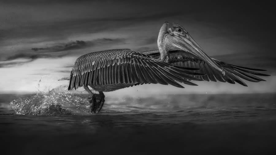 One Shot Wildlife Black And White Photography Awards