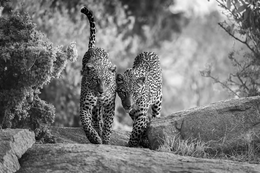 One Shot Wildlife Black And White Photography Awards