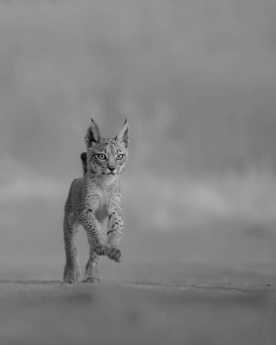 One Shot Wildlife Black And White Photography Awards