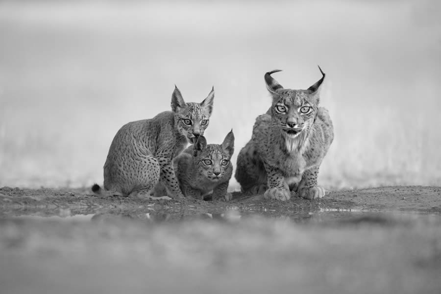 One Shot Wildlife Black And White Photography Awards