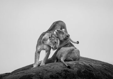 One Shot Wildlife Black And White Photography Awards