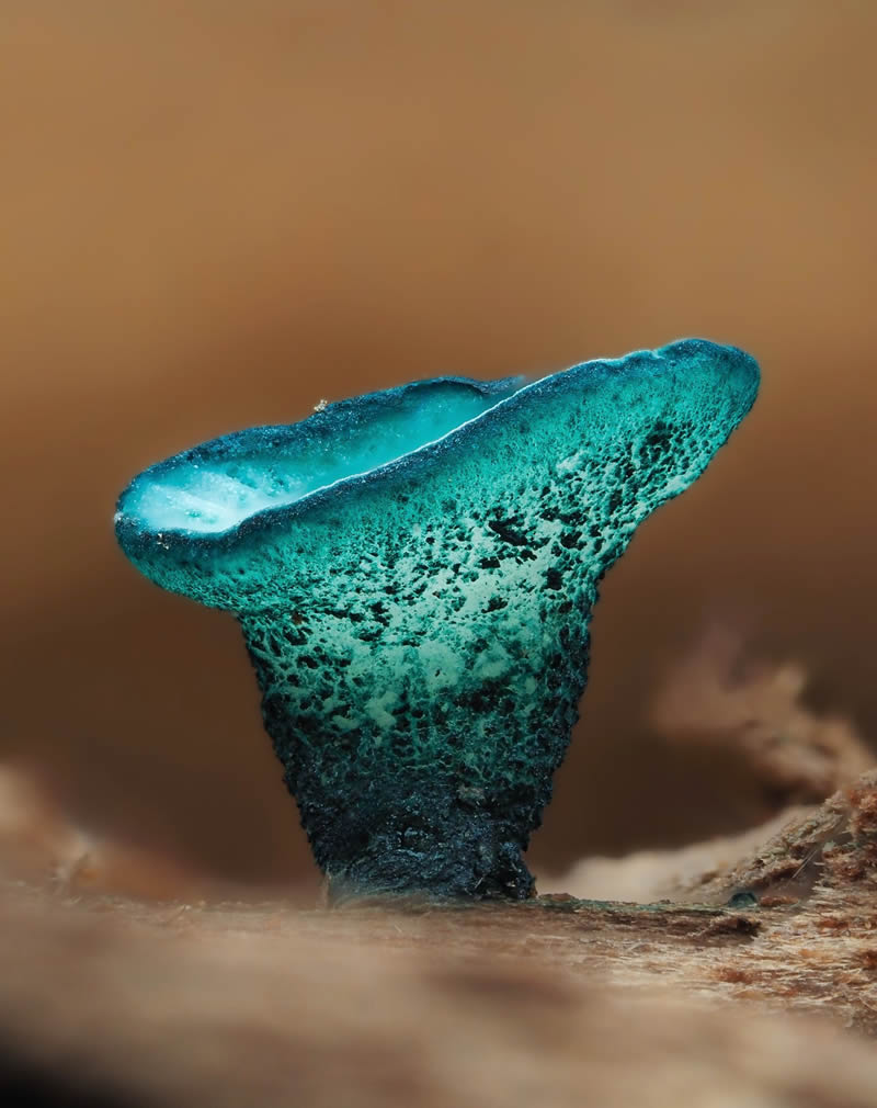 Macro Photography Of Slime Molds By Jay Lichter