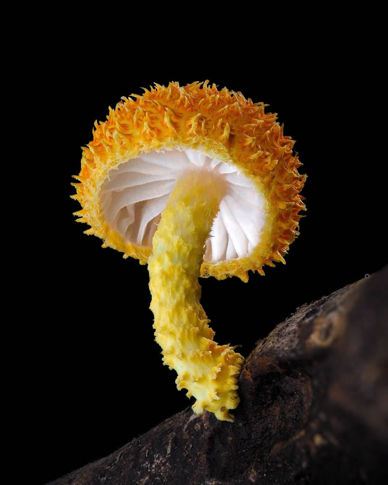 Macro Photography Of Slime Molds By Jay Lichter