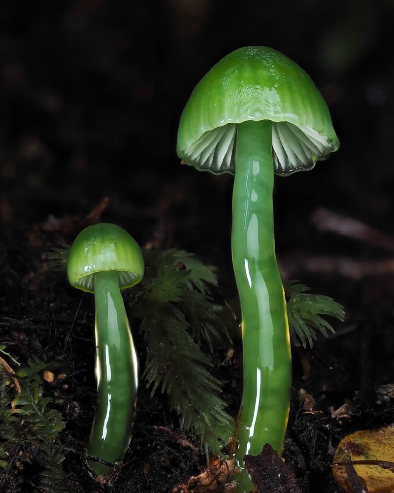 Macro Photography Of Slime Molds By Jay Lichter