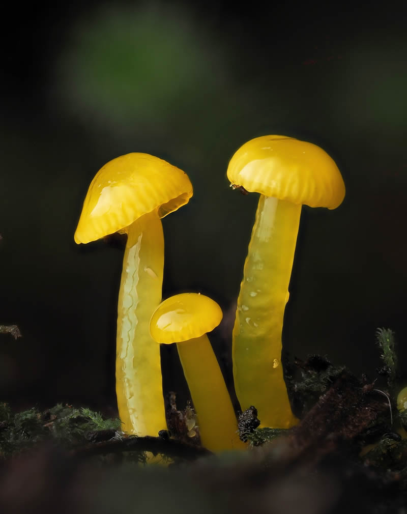 Macro Photography Of Slime Molds By Jay Lichter