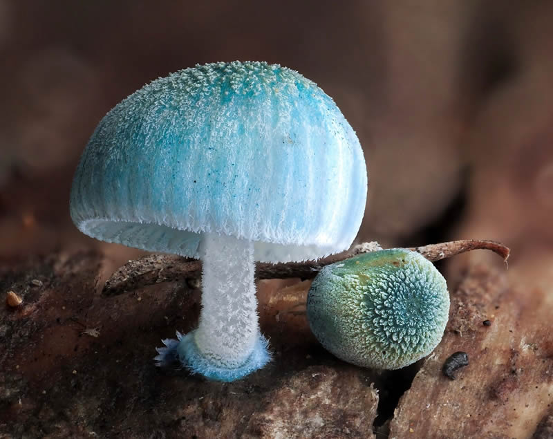 Macro Photography Of Slime Molds By Jay Lichter