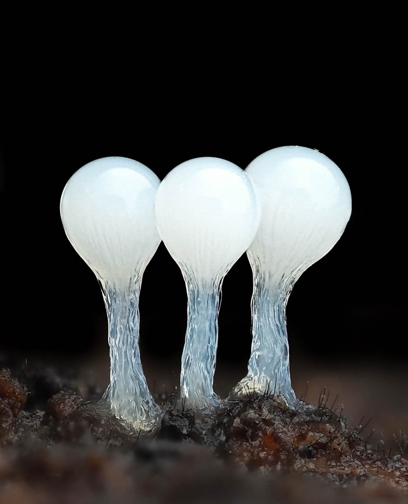 Macro Photography Of Slime Molds By Jay Lichter