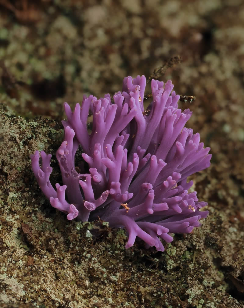 Macro Photography Of Slime Molds By Jay Lichter