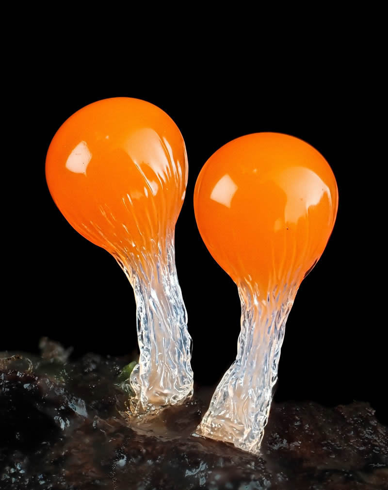 Macro Photography Of Slime Molds By Jay Lichter